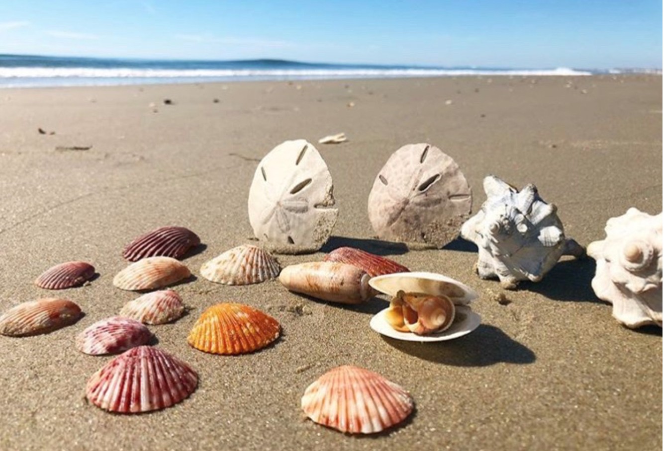 Mindful Seashell Collecting: Treasures From The Shoreline
